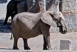 San Diego Elephant Cam